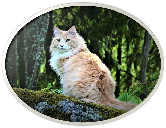 VikingTails Norwegian Forest Cats in Minnesota